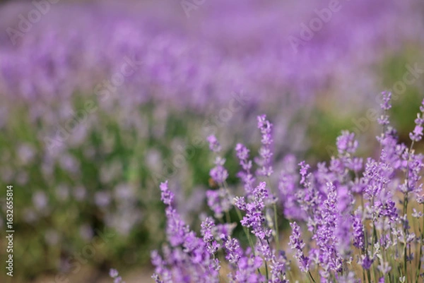 Fototapeta Beautiful blooming lavender flowers growing in field, closeup. Space for text
