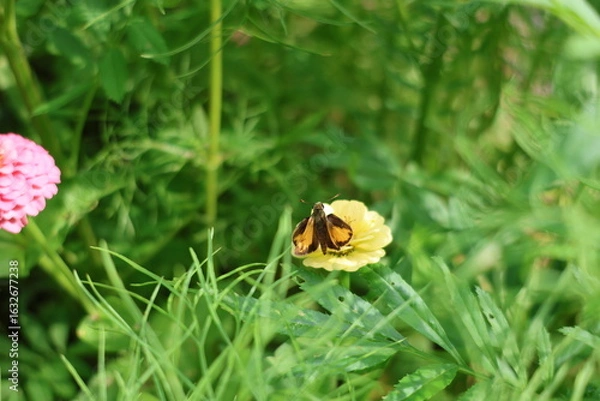 Obraz moth on the flower