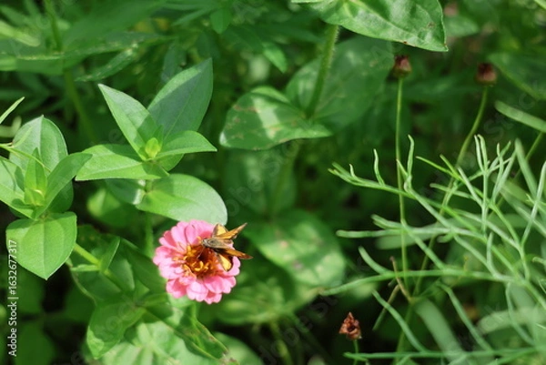 Obraz moth on a flower