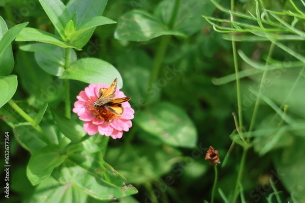 Obraz moth on the flower