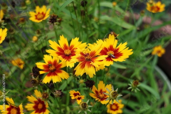 Obraz yellow flowers in the garden