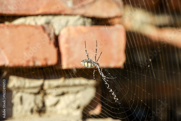 Fototapeta Аrgiope lobata spider on a web 