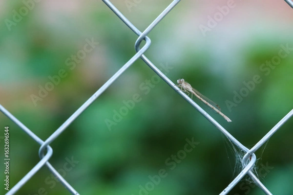 Fototapeta A small dragonfly on a wire mesh fence 