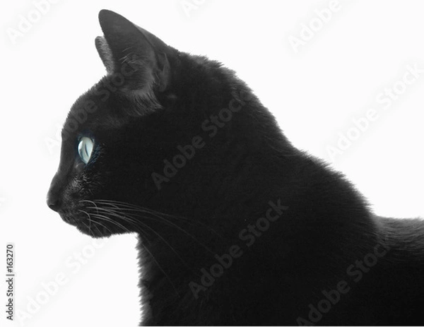 Fototapeta black cat profile over white