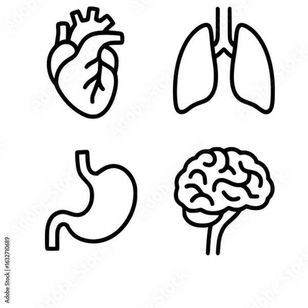 Fototapeta A set of organs isolated in white background