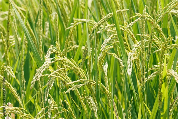 Fototapeta 実をつけ始めた収穫間近の稲穂