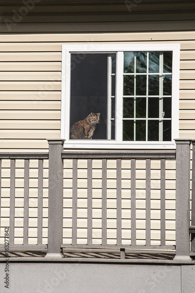 Obraz Cat in the WIndow