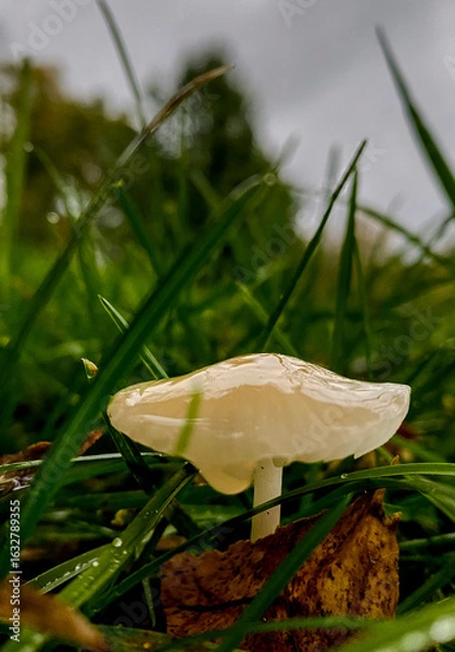 Obraz Mushroom in the grass 