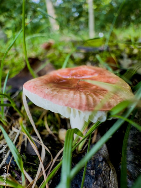 Obraz fly agaric mushroom