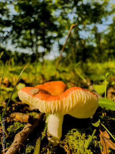 Obraz orange cap boletus