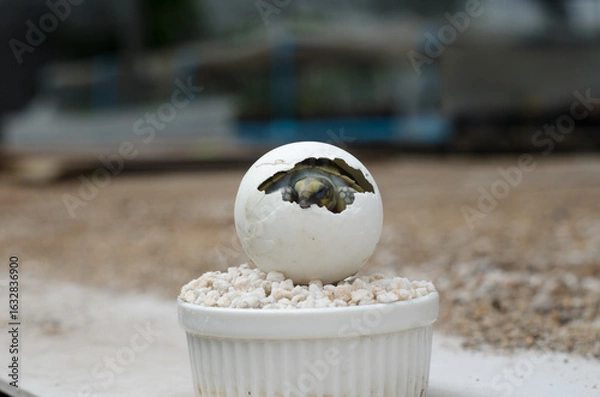 Obraz Hatchling Turtle Inside Egg on White Pebbles
