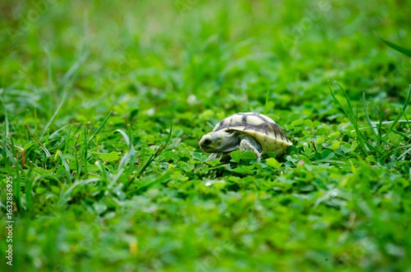 Obraz Small Turtle on Vibrant Green Lawn