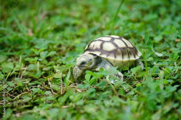 Obraz Determined Baby Turtle Taking Its First Steps on Grass