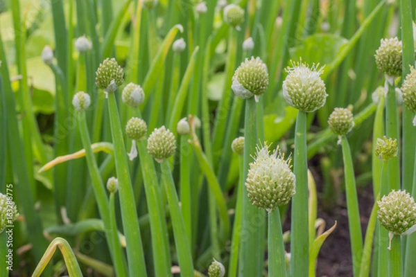 Obraz Зеленый лук на грядке