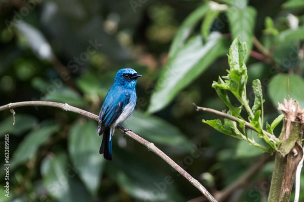 Fototapeta Blauer Fliegenschnäpper - Java - Indonesien