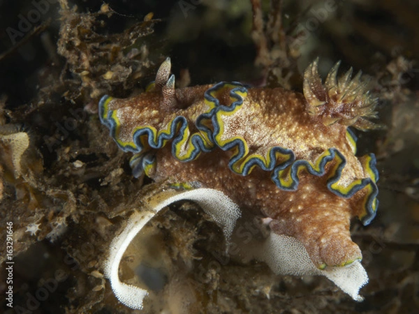 Obraz Nudibranch Glossodoris cincta