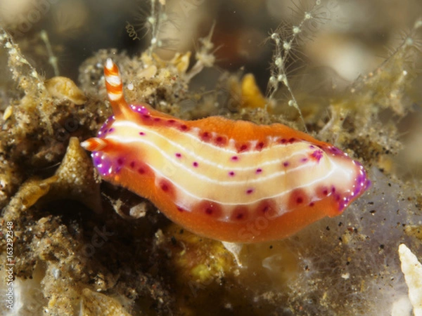 Obraz Nudibranch Hypselodoris maculosa