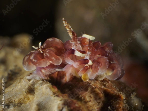 Obraz Nudibranch Okenia cf. kendi