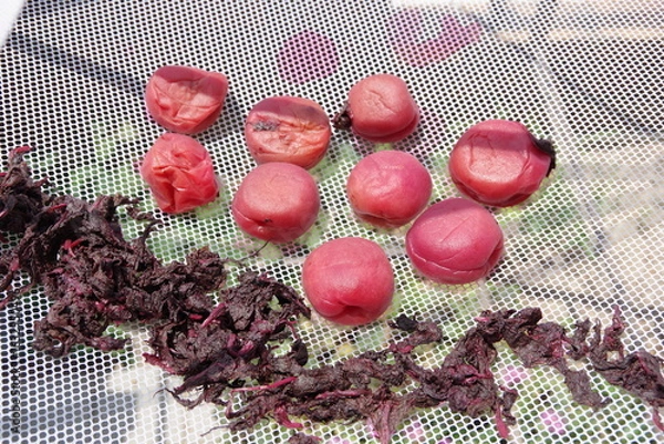 Obraz 天日干しの梅干し