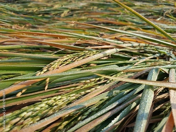 Obraz Golden rice field ready for harvest, bent by the afternoon breeze, glistening with dew.