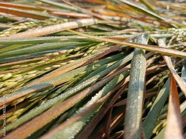 Obraz Golden rice field ready for harvest, bent by the afternoon breeze, glistening with dew.
