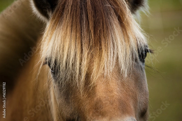 Obraz Horse closeup