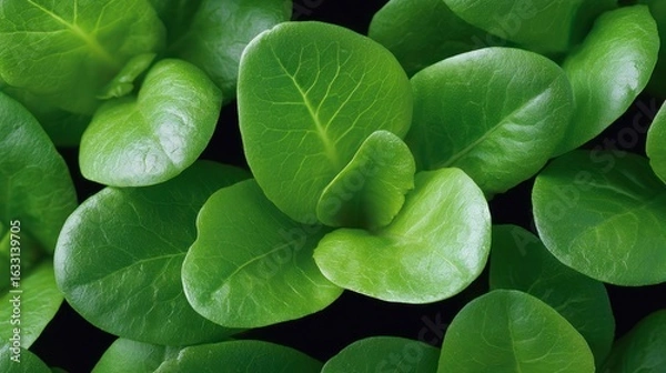 Fototapeta Macro shot of vibrant green leaves with visible veins against a dark background