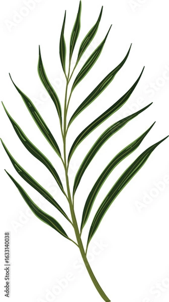 Obraz green leaf vector