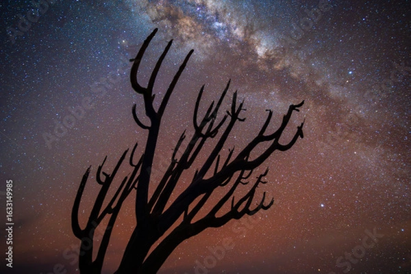 Obraz A striking silhouette of a native Chilean tree stands against a vibrant night sky, with the Milky Way galaxy stretching across a field of twinkling stars in the Coquimbo Region.