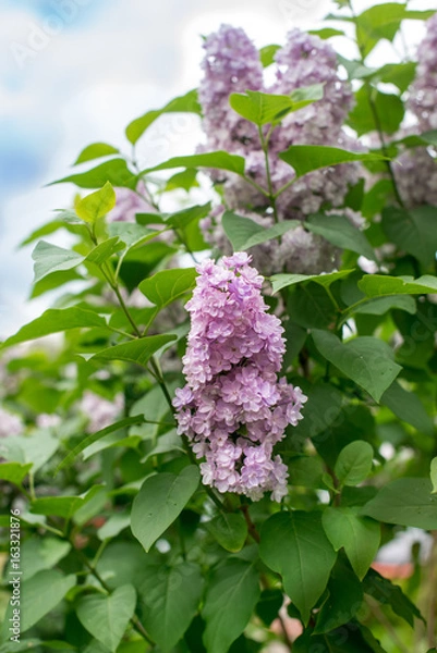 Fototapeta Lilac blooms