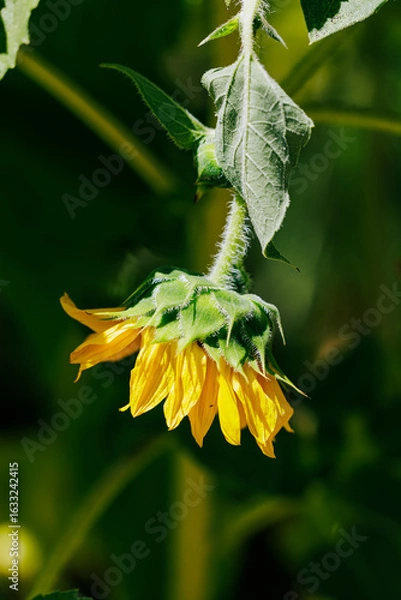 Obraz a yellow flower