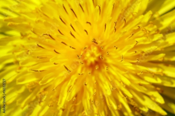 Fototapeta Dandelion