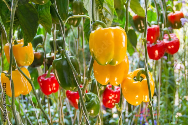 Obraz Yellow bell peppers on tree