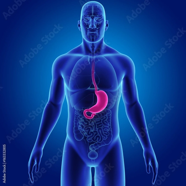 Fototapeta Stomach with organs anterior view