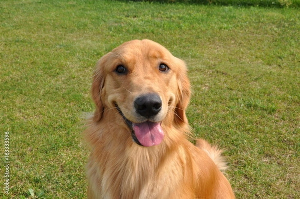 Obraz ゴールデンレトリーバー