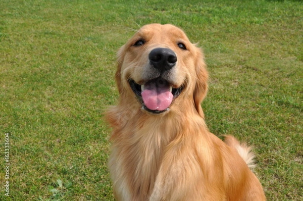 Obraz ゴールデンレトリーバー