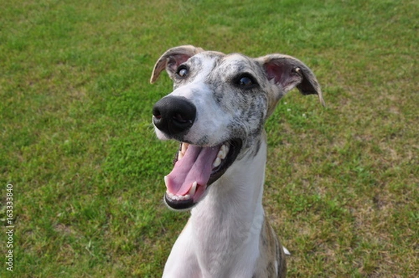 Fototapeta ウィペット（Whippet）