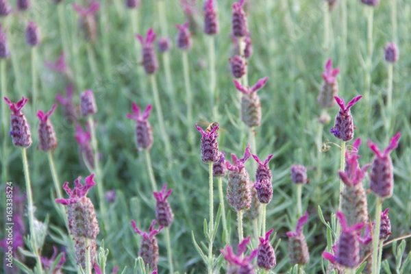 Fototapeta Lavender in the field