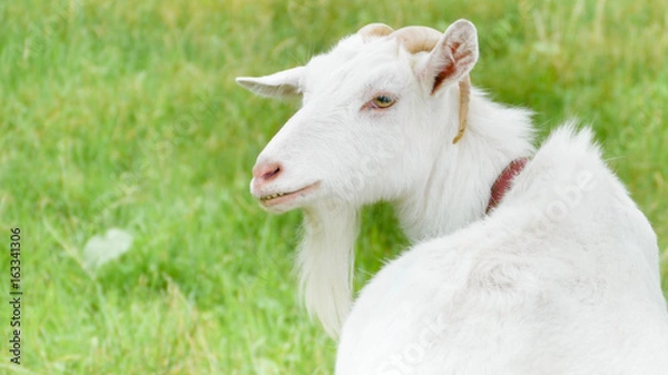 Obraz 振り向くヤギ