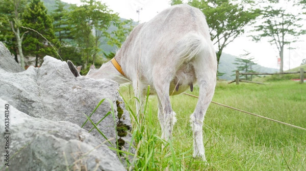 Obraz ヤギのお尻