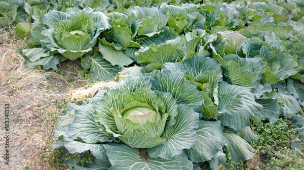 Obraz キャベツ畑