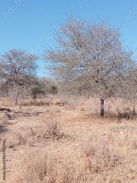 Fototapeta tree in the field