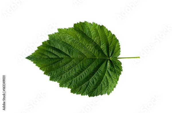 Obraz Raspberry leaf isolated. Green leaf isolated.