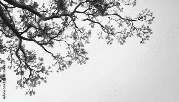 Fototapeta Gray-scale view of tree branches reaching skyward