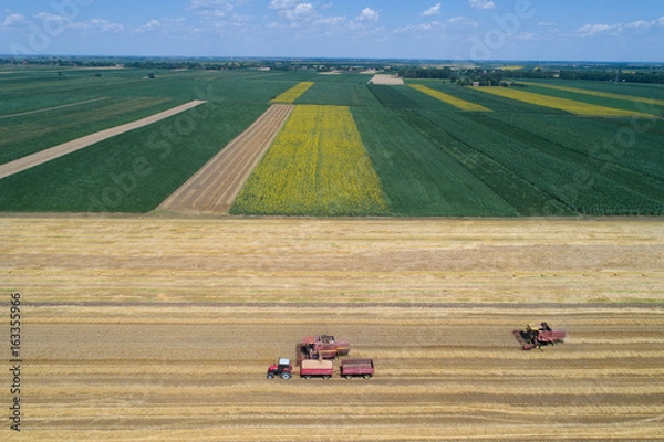 Fototapeta Combine harvesters working in golden wheat field