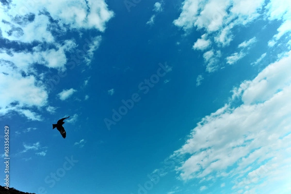 Obraz トンビの飛翔と空と海