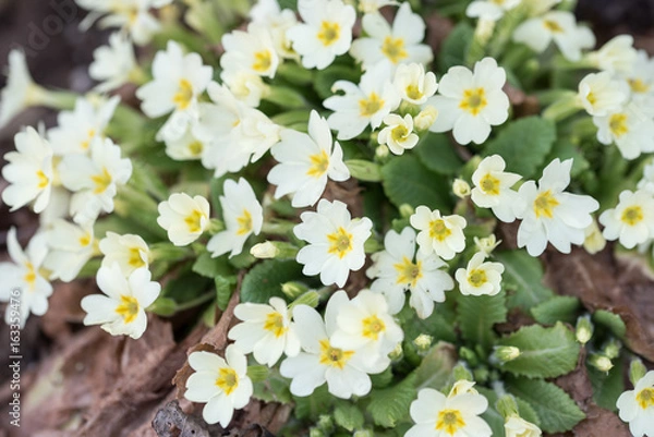 Fototapeta Spring blooms