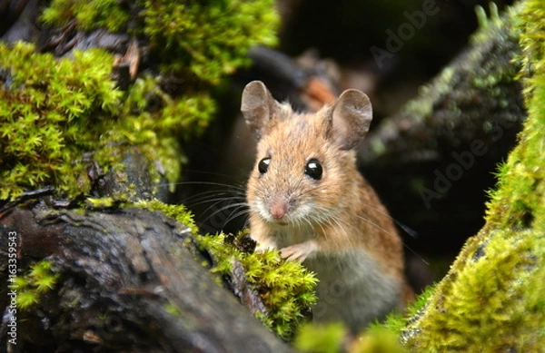 Fototapeta Waldmaus