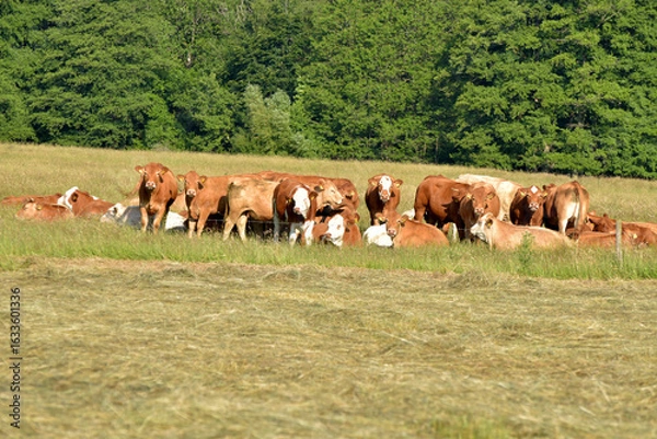 Obraz Weiderinder im Sommer