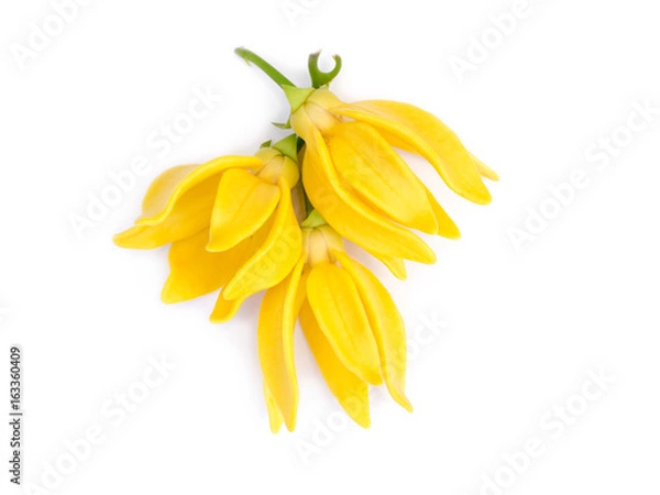 Obraz fragrant flowers of climbing ylang-ylang